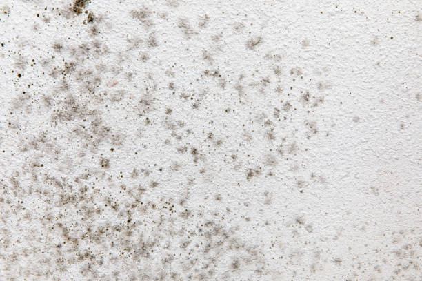 Professional Mold Removal in Dexter, OR